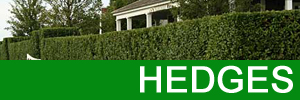 Tweedlandscapes - Gardening Services in Berwick upon Tweed - Hedge Cutting