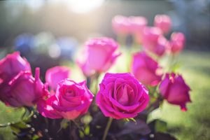 Pruning Roses - Tweed Landscapes Berwick upon Tweed