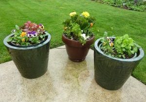 Patio Potted Pots Containers Plant Flowers Garden