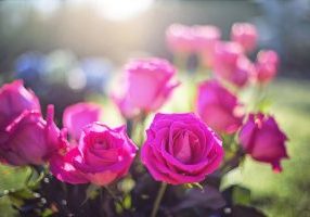 Pruning Roses - Tweed Landscapes Berwick upon Tweed