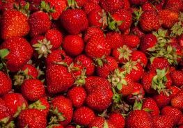 Growing Strawberries - Tweed Landscapes Gardening Services in Berwick upon Tweed